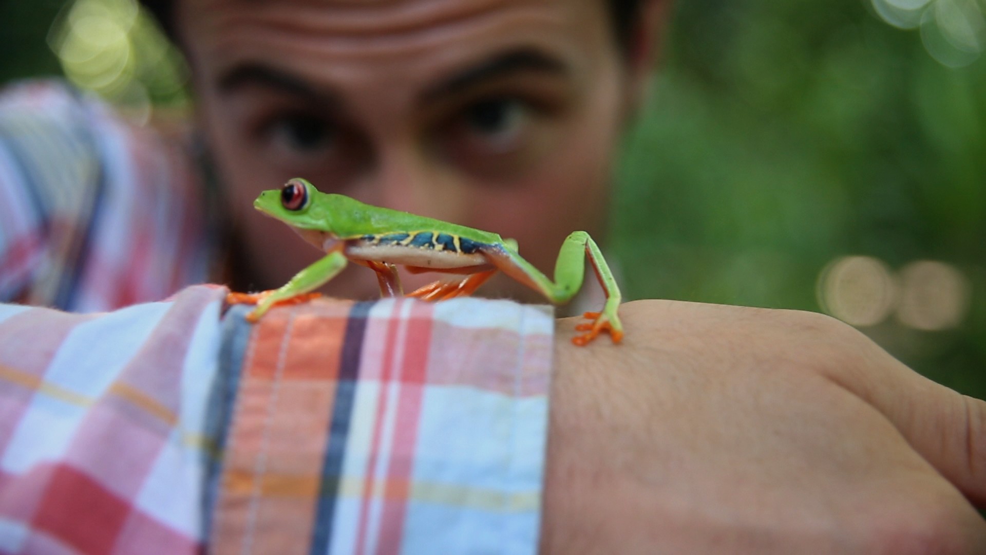 Follow the Frog